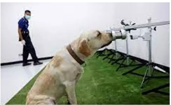 Miracle of science ! The dog sniffs to find out the Corona Virus